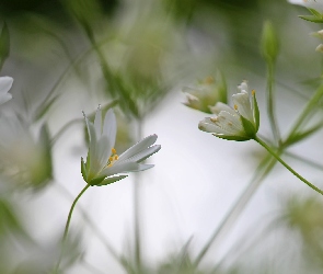 Rogownica, Kwiaty, Białe