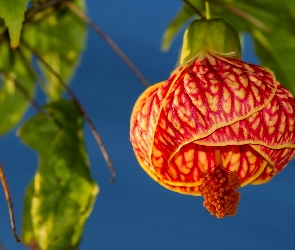 Kwiat, Abutilon, Zaślaz Mieszańcowy, Klonik