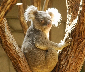 Koala, Drzewo