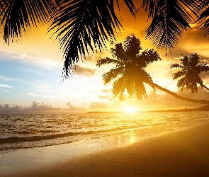 Słońca, Palmy, Plaża, Morze, Zachód