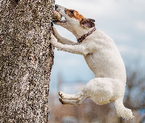 Skok, Drzewo, Pies, Jack Russell Terrier