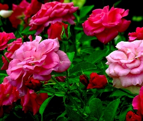 Różowe, Róże, Czerwone
