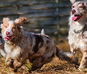 Owczarki australijskie, Australian shepherd