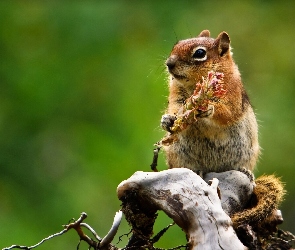 Chipmunk, Konar, Wiewiórka