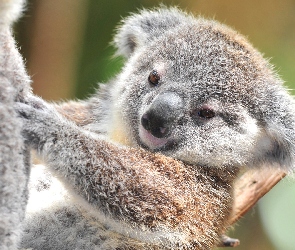 Miś, Koala