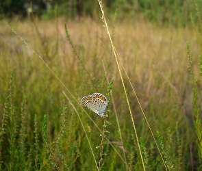 Modraszek, Trawy, Źdźbła, Motyl