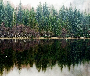 Las, Odbicie, Jezioro