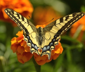 Królowej, Kwiaty, Motyl, owad, Paź