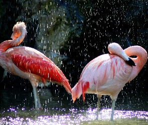 Flamingi, Deszcz, Dwa
