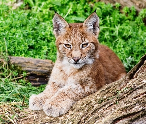 Zieleń, Kłoda, Młody, Ryś
