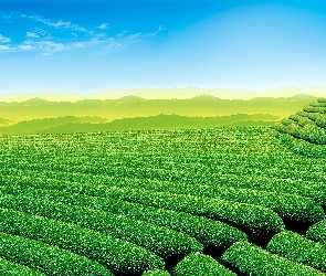 Ogród, Herbaciany