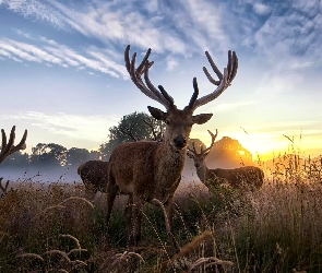 Jelenie, Wschód Słońca, Łąka, Poroża