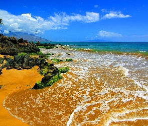 Morze, Wybrzeże, Palmy, Plaża