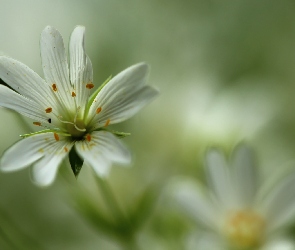 Rogownica, Kwiaty, Białe