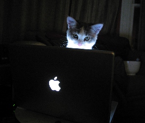 Kotek, Laptop