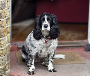 Spaniel, Domu, Fasada, Angielski, Cocker