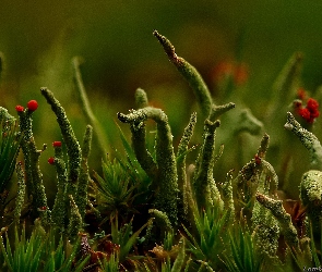 Makro, Zieleń, Cladonia, Porost