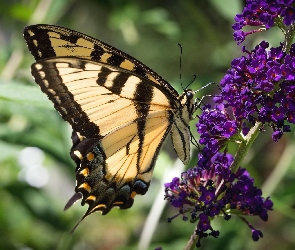 Paź Królowej, Kwiat, Motyl