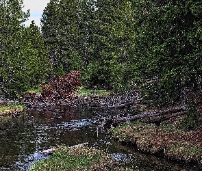 Las, Drzewa, Rzeka. Powalone