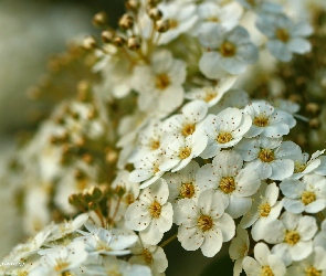Krzew, Kwiaty, Tawuła Van Houttea, Białe
