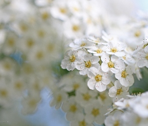 Kwiaty, Białe, Tawuła Van Houttea, Krzew