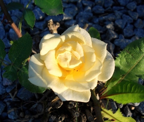 Ogród, Róża