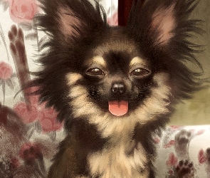 Śmieszny, Chihuahua długowłosa, Pies