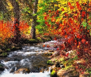 Rzeka, Jesień, Krzewy, Drzewa, Las