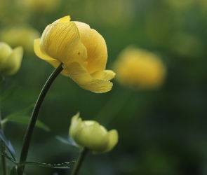 Kaczeniec, Kwiat, Żółty
