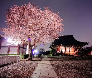 Oświetlony, Drzewo, Japonia, Kwitnące, Chodnik, Domek, Wieczór, Wiśnia