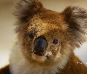 Miś, Koala