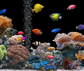Ryby, Akwarium, Koralowce