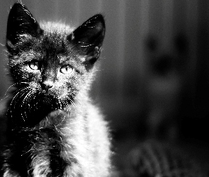 Kot, Czarno-Białe, Zdjęcie, Kotek