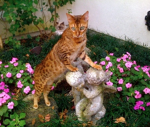 Kwiaty, Ogród, Kotek, Bengalski