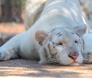Albinos, Morda, Tygrys