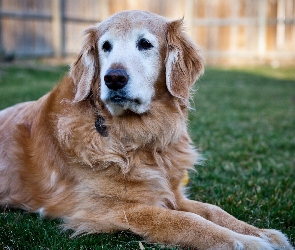 Trawa, Golden Retriever