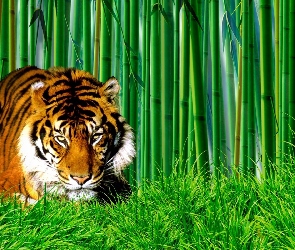 Tygrys, Trawa, Bambus