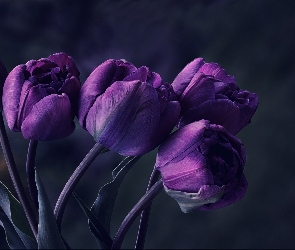 Kwiaty, Tulipany, Bukiet
