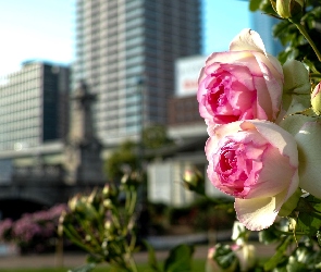 Róże, Miasto, Różowe