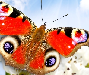 Motyl, Makro