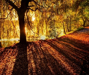 Jesień, Park, Drzewo, Przebijające światło, Droga