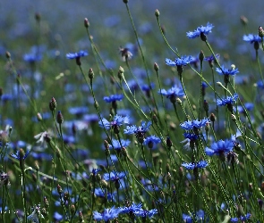 Chabry, Kwiaty, Niebieskie