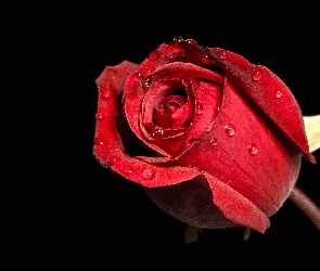 Kwiaty, Roza, Czerwona