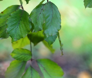 Zielone, Liście