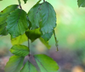 Liście, Zielone