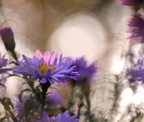 Liliowe, Kwiaty, Astry