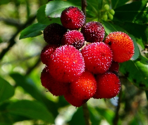 Rozmycie, Owoce, Chruścina Jagodna, Arbutus Unedo