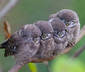 Śpiące, Sowy, Małe