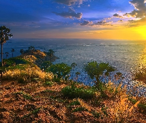 Tajlandia, Wyspa, Rośliny, Zachód Słońca, Palmy, Phuket
