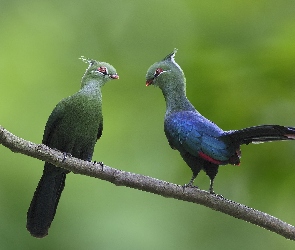 Turaco, Para, Ptaki